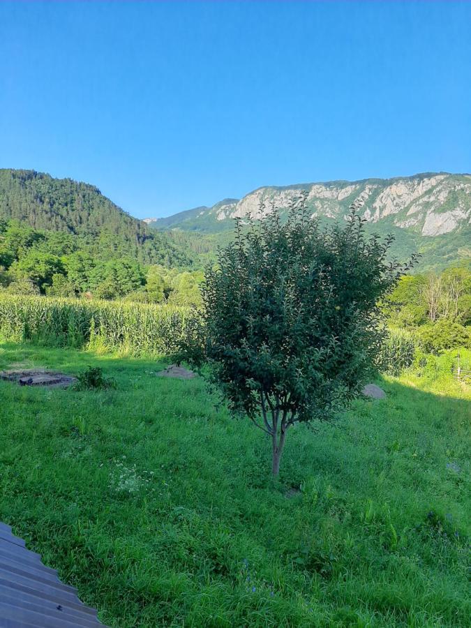 Pensiunea Codru Sălciua de Jos Exterior foto