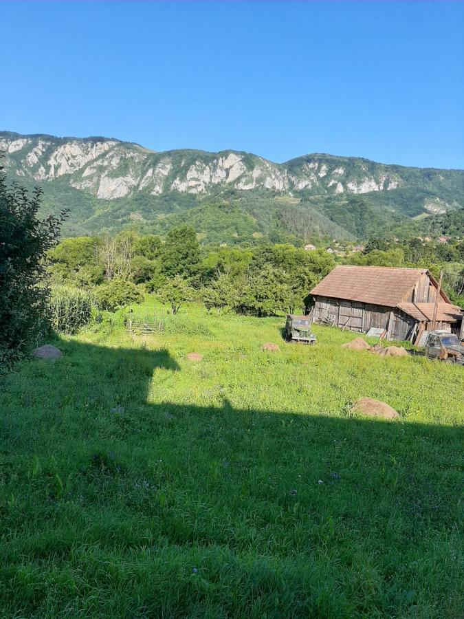 Pensiunea Codru Sălciua de Jos Exterior foto